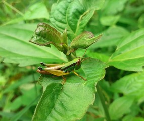red legged grasshopper