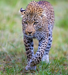 Portrait of a young leopard 