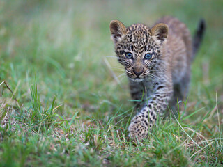 Portrait of a young leopard 