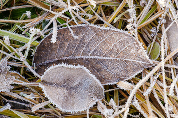 Blätter mit Raureif in frostigem Gras