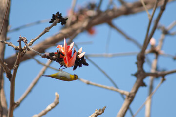 Indian white-eye Zosterops palpebrosus on flowers of flame-of-the-forest Butea monosperma. Gir National Park. Gujarat. India.