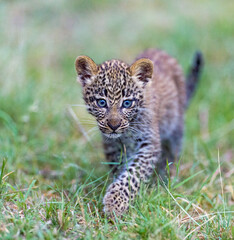 Portrait of a young leopard 