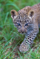 Portrait of a young leopard 