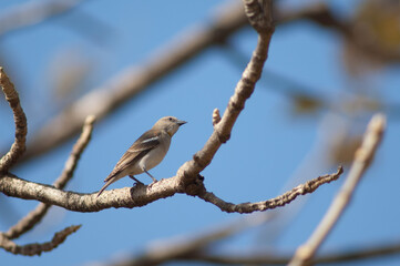 Male yellow-throated sparrow Gymnoris xanthocollis. Gir National Park. Gujarat. India.
