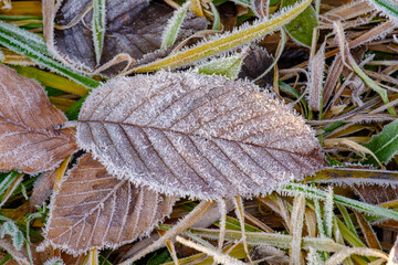 Gefrorene kalte Blätter mit Raureif in frostigem Gras