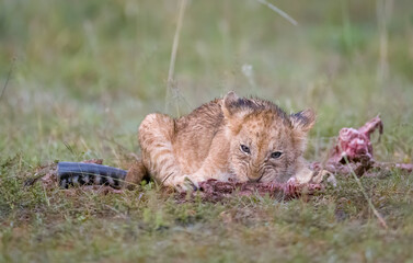 Lion cubs eating and playing