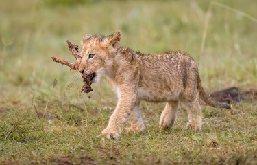 Lion cubs eating and playing