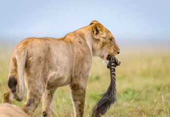 Lions eating a zebra