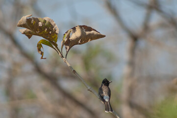 Red-vented bulbul Pycnonotus cafer on a branch. Gir National Park. Gujarat. India.