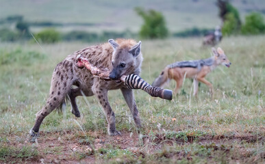 Hyena stealing food from lions