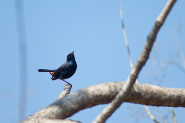 Male Indian robin Copsychus fulicatus cambaiensis. Gir National Park. Gujarat. India.