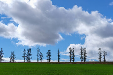 Fototapeta na wymiar 北海道美瑛の丘と木