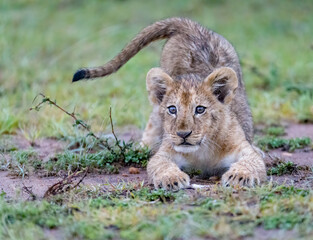 Lion cubs eating and playing