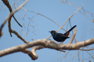 Male Indian robin Copsychus fulicatus cambaiensis. Gir National Park. Gujarat. India.