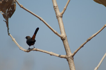 Male Indian robin Copsychus fulicatus cambaiensis. Gir National Park. Gujarat. India.