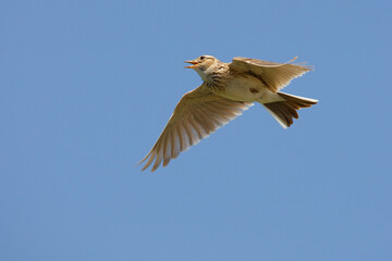 Veldleeuwerik, Eurasian Skylark, Alauda arvensis