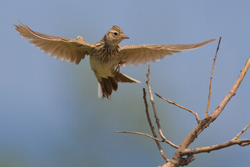 Veldleeuwerik, Eurasian Skylark, Alauda arvensis