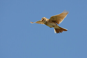 Veldleeuwerik, Eurasian Skylark, Alauda arvensis