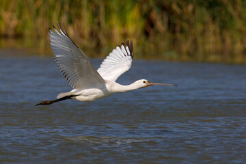 Lepelaar, Eurasian Spoonbill, Platalea leucorodia
