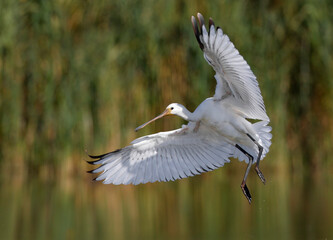 Lepelaar, Eurasian Spoonbill, Platalea leucorodia