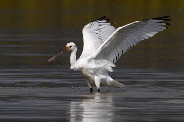 Lepelaar, Eurasian Spoonbill, Platalea leucorodia