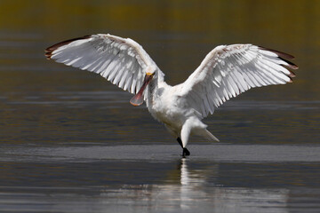 Lepelaar, Eurasian Spoonbill, Platalea leucorodia