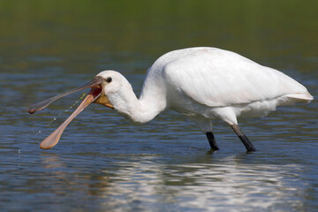 Lepelaar, Eurasian Spoonbill, Platalea leucorodia