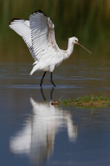 Lepelaar, Eurasian Spoonbill, Platalea leucorodia