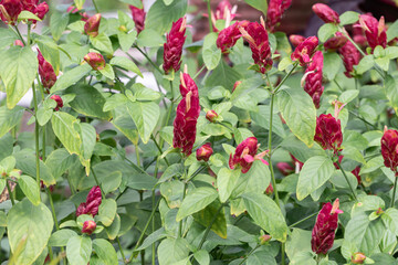Justicia brandegeeana plant in the garden.Also known as Mexican shrimp plant,shrimp plant or Red Pinecone.