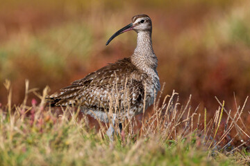 Regenwulp, Eurasian Whimbrel, Numenius phaeopus