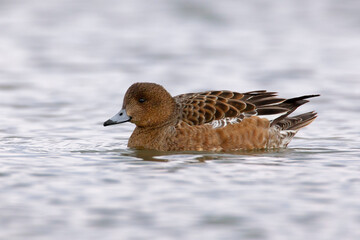 Smient, Eurasian Wigeon, Anas penelope