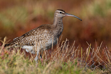 Regenwulp, Eurasian Whimbrel, Numenius phaeopus