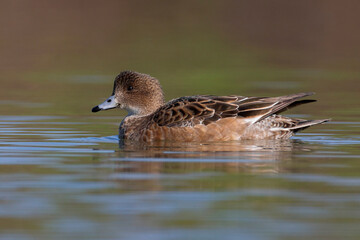 Smient, Eurasian Wigeon, Anas penelope