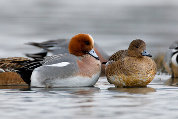 Smient, Eurasian Wigeon, Anas penelope
