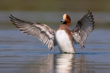 Smient, Eurasian Wigeon, Anas penelope