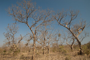Dry deciduous forest of flame-of-the-forest Butea monosperma. Gir National Park. Gujarat. India.