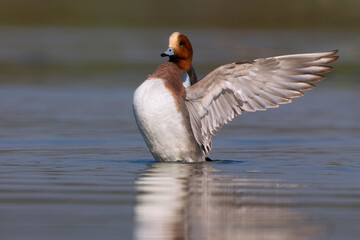 Smient, Eurasian Wigeon, Anas penelope