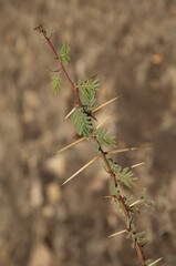 Branch of sicklebush Dichrostachys cinerea. Gir National Park. Gujarat. India.
