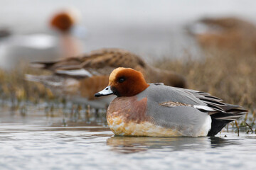 Smient, Eurasian Wigeon, Anas penelope