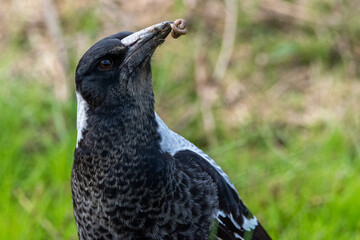 Magpie eating a worm