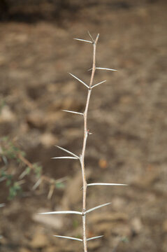 Branch of sicklebush Dichrostachys cinerea. Gir National Park. Gujarat. India.