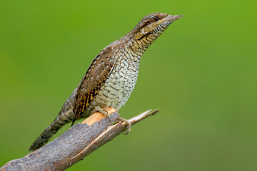 Torcicollo; Eurasian Wryneck; Jynx torquilla;