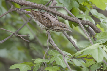 Eurasian Wryneck, Draaihals, Jynx torquilla