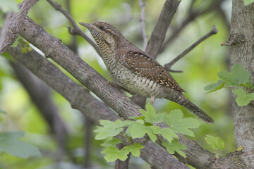 Eurasian Wryneck, Draaihals, Jynx torquilla