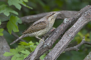 Eurasian Wryneck, Draaihals, Jynx torquilla