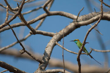 Green bee-eater Merops orientalis ferrugeiceps. Gir National Park. Gujarat. India.