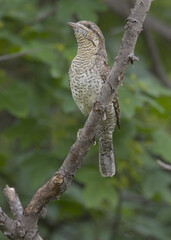 Eurasian Wryneck, Draaihals, Jynx torquilla