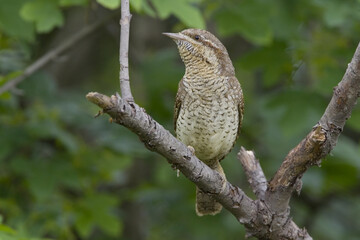 Eurasian Wryneck, Draaihals, Jynx torquilla