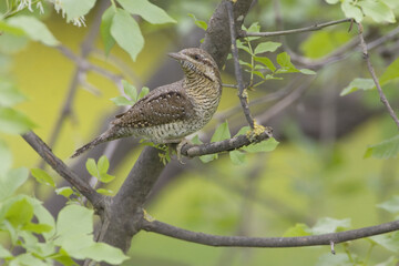 Eurasian Wryneck, Draaihals, Jynx torquilla