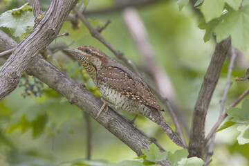 Eurasian Wryneck, Draaihals, Jynx torquilla